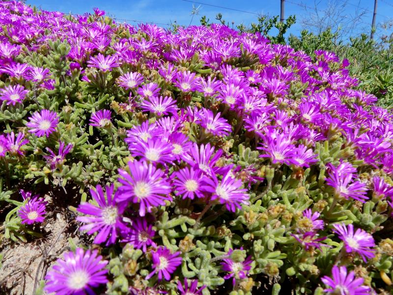 0 Bedroom Property for Sale in Harbour Lights Western Cape